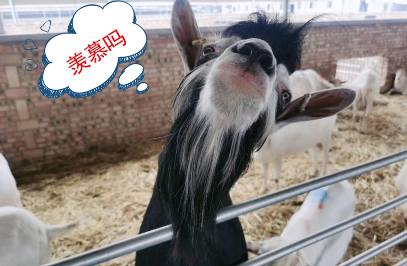 1595238178827802.jpg 图片4.jpg